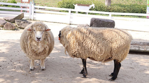 牧場、家畜、ひつじ、羊、動物の写真フリー素材　Pictures of ranch, livestock, sheep,  animals Free material