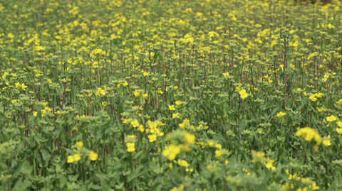 原っぱの写真フリー素材　Raw photo free material