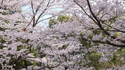 山の緑と桜の写真フリー素材　Mountain green and cherry blossoms photo free material