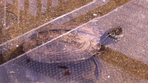 亀、クサガメ、爬虫類、動物園、動物の写真フリー素材　Turtles, Reeve's Turtles, Reptiles, Zoos, Animals Photos Free Material