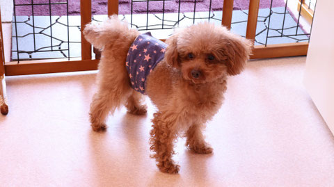 小型犬、トイプードル、犬、室内犬、動物の写真フリー素材 Small dogs, toy poodles, dogs, indoor dogs, animals photos free material