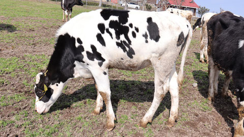 牧場、家畜、牛、乳牛、動物の写真フリー素材 Ranch, livestock, cow, dairy cow, animal photo free material