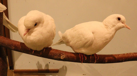 白い鳥、ハト、銀鳩、鳩、小動物、鳥、動物の写真フリー素材 White bird, pigeon, silver pigeon, small animal, bird, animal photo free material