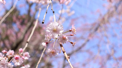 間近で見る桜写真フリー素材　Sakura photo free material to see up close