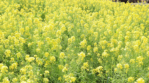 黄色い花写真フリー素材　Yellow flower photo free material
