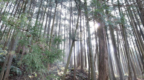 森林風景の写真フリー素材 Forest landscape photo free material
