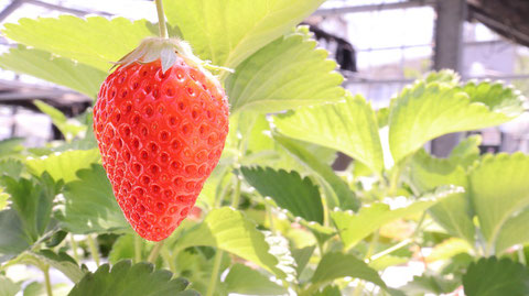 いちご、イチゴ、農園、果物、フルーツ、遊び、いちご狩り、苺、外食、食べ物の写真フリー素材　Strawberries,  Farms,  Fruits, Play, Strawberry Picking, Eating Out, Food Photos Free Material