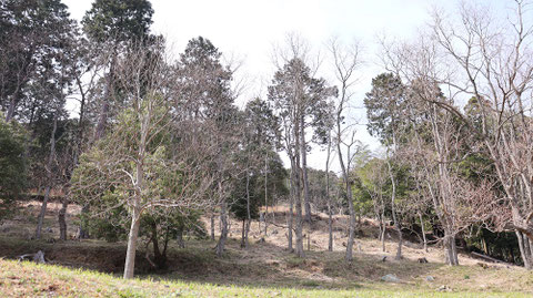 枯れた森の木の写真フリー素材 Withered Forest Tree Photos Free Material