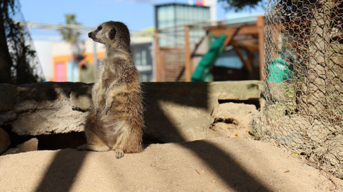 ミーアキャット　meerkat Free material