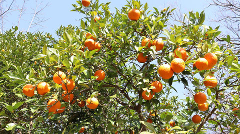 オレンジ農園の写真フリー素材　Orange Farm Photos Free Material