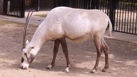 オリックス、アラビアオリックス、哺乳類、動物園、動物の写真フリー素材　Arabian Oryx, Mammals, Zoos, Animals Photos Free Material