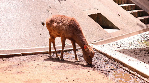D446 動物園の鹿 1点 動物関連 無料画像 Qreon素材ノート