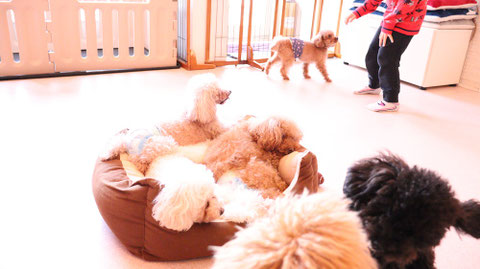 小型犬、トイプードル、犬、室内犬、動物の写真フリー素材 Small dogs, toy poodles, dogs, indoor dogs, animals photos free material