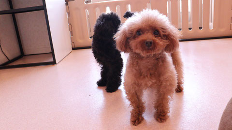 小型犬、トイプードル、犬、室内犬、動物の写真フリー素材　Small dogs, toy poodles, dogs, indoor dogs, animals photos free material