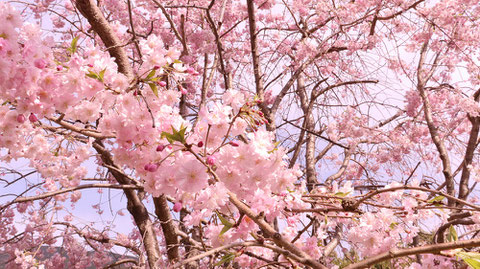 桜のつぼみと芽の写真フリー素材　Photo free material of cherry blossom buds and buds