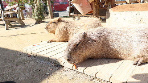 カピバラ動物のフリー素材 Capybara Free material