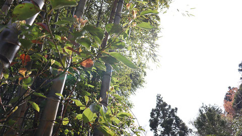 竹と空の写真フリー素材　Bamboo and sky photo free material