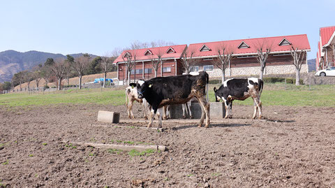 牧場、家畜、牛、乳牛、動物の写真フリー素材　Ranch, livestock, cow, dairy cow, animal photo free material
