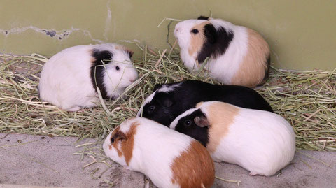 モルモット、ペット、哺乳類、動物園、動物の写真フリー素材　Guinea pigs, pets, mammals, zoos, animals photos free material