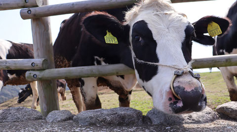 牧場、家畜、牛、乳牛、動物の写真フリー素材　Ranch, livestock, cow, dairy cow, animal photo free material