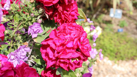赤い色の花の写真フリー素材　Red flower photo free material