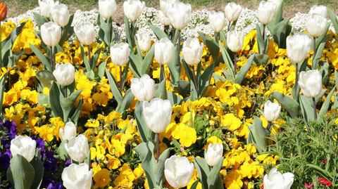 白いチューリップの写真フリー素材 White tulip photo free material