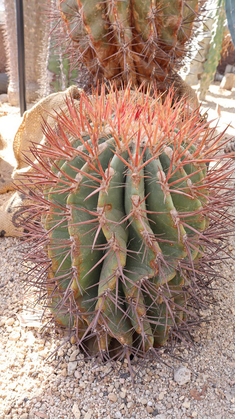 赤いトゲのサボテンの写真フリー素材　Red thorn cactus photo free material