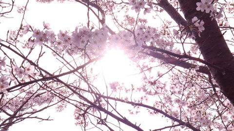 桜、日差し、太陽、明るい、パステル、風景写真フリー素材 Cherry blossoms, sunshine, sun, bright, pastel, landscape photography free material