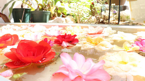 水に浮いてる花の写真フリー素材　Pictures of flowers floating in water Free material