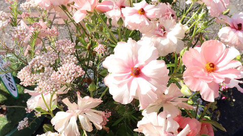白い花とピンクの花の写真フリー素材　White Flowers and Pink Flowers Photos Free Material