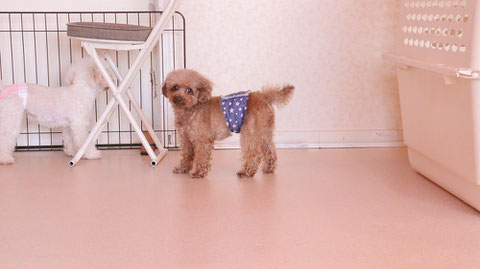 小型犬、トイプードル、犬、室内犬、動物の写真フリー素材　Small dogs, toy poodles, dogs, indoor dogs, animals photos free material