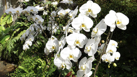 白い胡蝶蘭の花の写真フリー素材　White Phalaenopsis Flower Photo Free Material