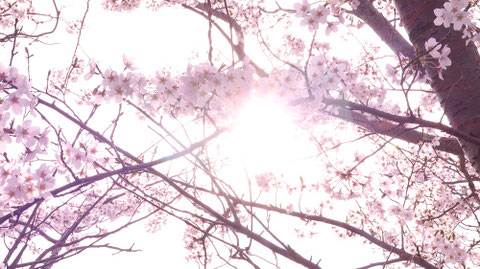 桜、日差し、太陽、明るい、パステル、風景写真フリー素材 Cherry blossoms, sunshine, sun, bright, pastel, landscape photography free material