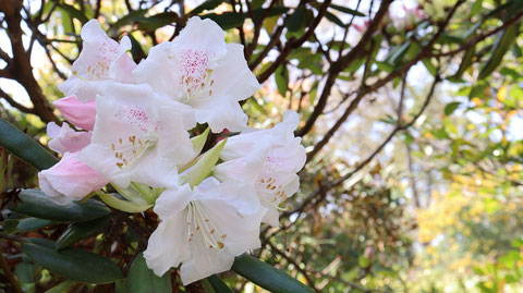 白い花の写真フリー素材　White flower photo free material