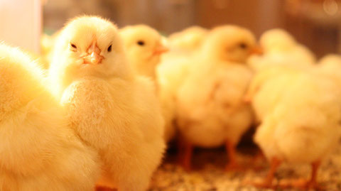 小動物、鳥、ヒヨコ、ひよこ、動物の写真フリー素材　Pictures of small animals, birds, chicks, animals Free material