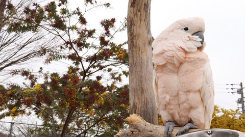 オウムのフリー素材　Parrot free material