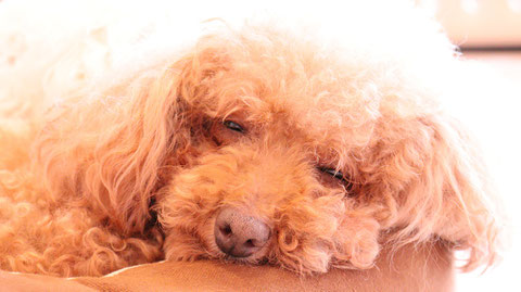 小型犬、トイプードル、犬、室内犬、動物の写真フリー素材　Small dogs, toy poodles, dogs, indoor dogs, animals photos free material