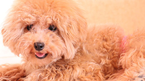 小型犬、トイプードル、犬、室内犬、動物の写真フリー素材　Small dogs, toy poodles, dogs, indoor dogs, animals photos free material