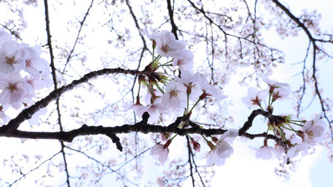 桜と青空の写真フリー素材　Sakura and blue sky photo free material