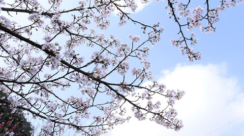 桜と青空の写真フリー素材　Sakura and blue sky photo free material