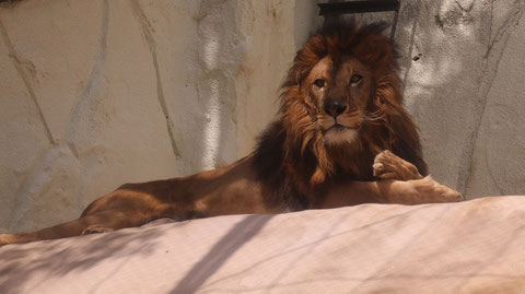 ライオン、猫科、動物園、動物の写真フリー素材　Lion, feline, zoo, animal photo free material