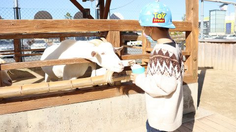 ヤギ動物のフリー素材　Goat Free material