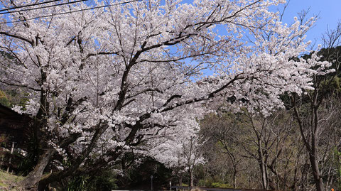 日本の桜の写真フリー素材　Japanese cherry blossoms photo free material