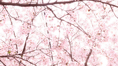 明るい桜の素材　Bright cherry blossom material