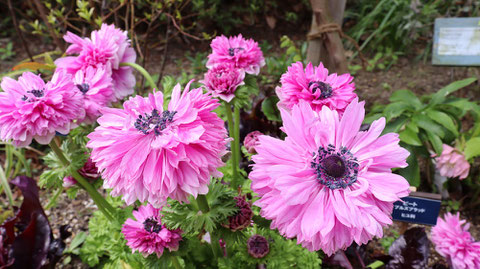 ぴんく色の花の写真フリー素材　Pink flower photo free material