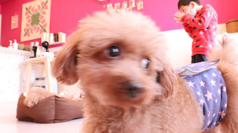 小型犬、トイプードル、犬、室内犬、動物の写真フリー素材　Small dogs, toy poodles, dogs, indoor dogs, animals photos free material