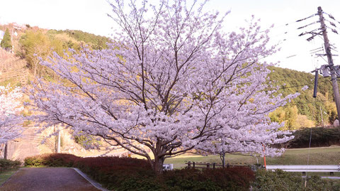 桜、田舎、山、夕方、風景の写真フリー素材　Cherry blossoms, countryside, mountains, evening, landscape photos free material