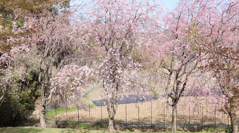 公園の桜の画像写真フリー素材　Park cherry blossom image photo free material