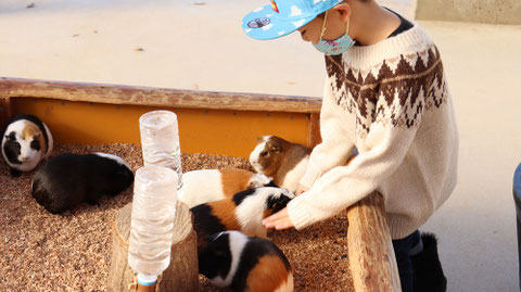 モルモット動物のフリー素材 Free material for guinea pigs