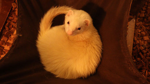 小動物、フェレット、動物の写真フリー素材　Small animals, ferrets, animals photos free material